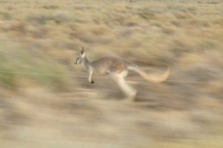 Racing Kangaroos