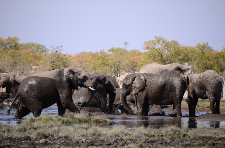 Elephant play - Rietfontein waterhole
