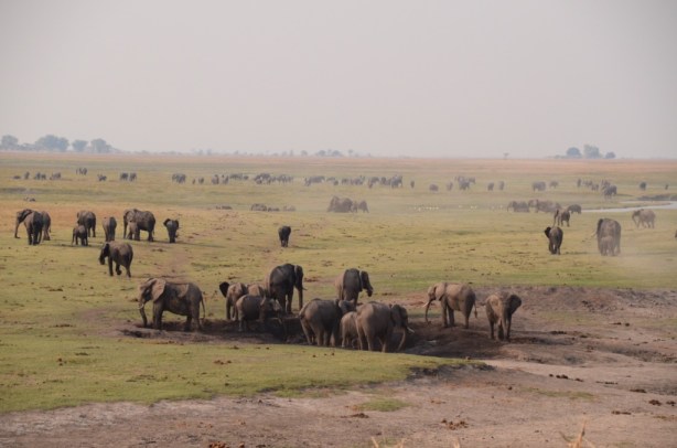 Elephants as far as the eye can see - Chobe