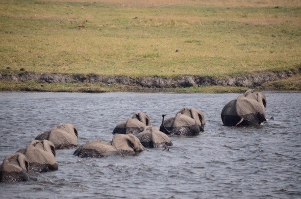 Swimming elephants - Chobe