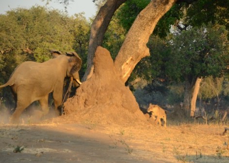 Elephant and Lion playing peek-a-boo