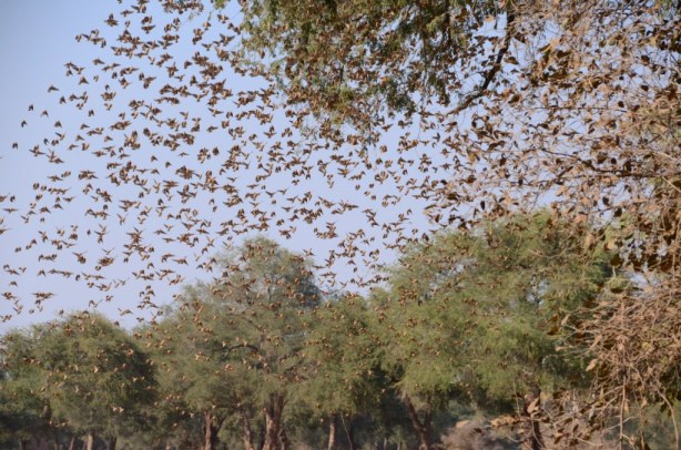 Red beaked Quelia(?) they fly in flocks of millions
