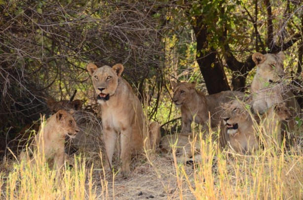 Lioness' ready for ambush