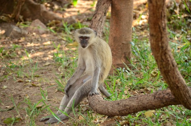 Just sittin'. Vervets are so human-like