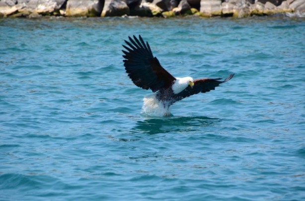 Feeding the Fish Eagles