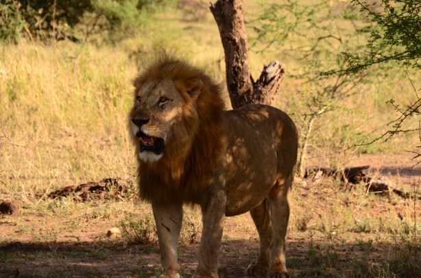 Big male lion