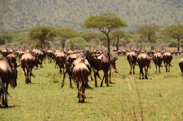 Following the migration!