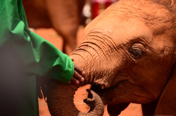 Keepers and their babies form strong bonds